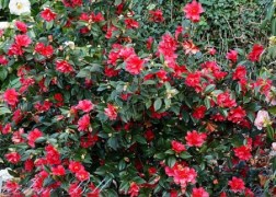 Camellia japonica Freedom Bell / Kamélia
